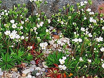 Características de cuidado y cultivo de las semillas de una enredadera - "Arnails saxifrage"