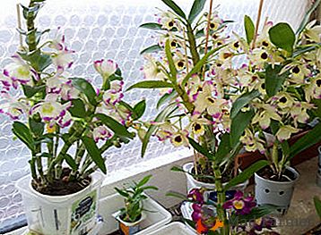 Značilnosti nege na domu za orhidejo Dendrobium - uporaben nasvet. Fotografija rastline
