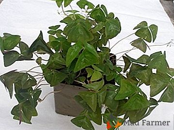 Características do cuidado em casa para a planta "Kislitsa Triangular" (Oxalis)