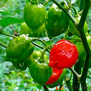 Características de atendimento domiciliar para pimenta quente Habanero