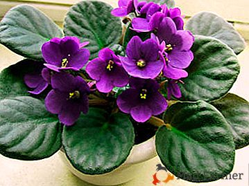 Caracteristici de îngrijire pentru violete: crestem planta acasă