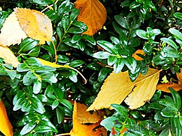 Características do cuidado do buxo no outono: plantio, transplante e estacas