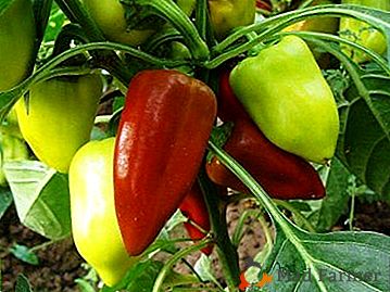 Características do cuidado com a pimenta doce (búlgara): como plantar, como crescer, como economizar e muito mais