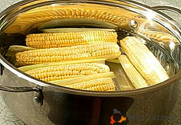 Značajke izbora i najbolje recepte, kako kuhati kukuruz na kuglu u posudi je ukusna i ispravna. Fotografije prije i poslije