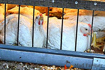 Caractéristiques de la culture et du maintien des poulets de chair dans des cages à la maison et dans la rue