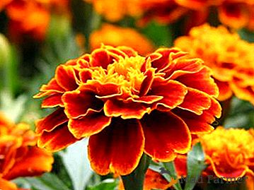 Caracteristicile de cultivare și finețea de înflorire a Cernobr. Marigolds perene: plantarea și îngrijirea florii