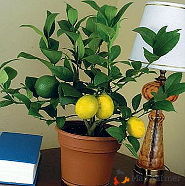 Zvláštnosti pestovania a starostlivosti o citrón Kiev Hnojivo