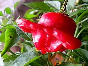 Posebnosti rastoče rdeče paprike "Bell"