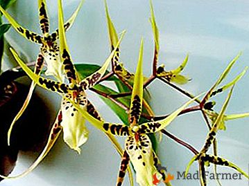 Características do cultivo de orquídeas da Brússia em casa. Como garantir um atendimento decente para um hóspede dos trópicos americanos?