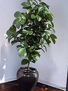 Del amplio "Bonsai" al gigante tropical: Ficus "Bengal"
