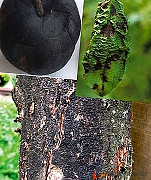 Pourquoi un lichen apparaît-il sur le pommier et d'autres maladies du cortex? Traitement, prévention et photo