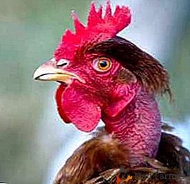 Por que há um bloqueio de bócio nas galinhas e como tratá-lo?
