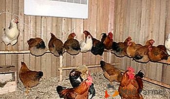 Отваряме собствен бизнес: развъждане на пилета, дали е печеливша или не?