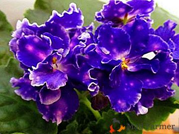Las características distintivas de la violeta "Chanson" de otras especies