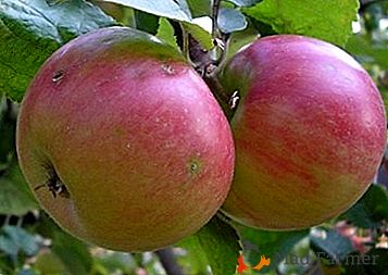 Características distintivas, formas de cuidado e a história das cultivares de macieira Cliff