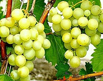 Gazebo eccellente e raccolto delizioso - uva "Galben Nou"