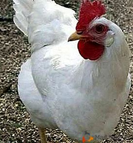 Отлична порода пилета с спокоен характер - Шавер
