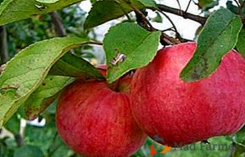 Отлично разнообразие за района на Москва - ябълково дърво Десерт Петрова