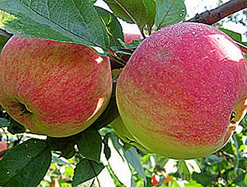 Uma excelente variedade para a preparação de geléia e compota - maçã Medunitsa