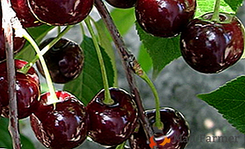 Perfectamente tolera la sequía y las heladas severas - variedades de cereza Ashinskaya Stepnaya