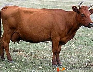 Uma excelente solução para a fazenda - raça de estepe vermelha de vacas