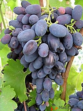 Odlično grozdje Nadezhda AZOS: opis sorte, njegove značilnosti in fotografije