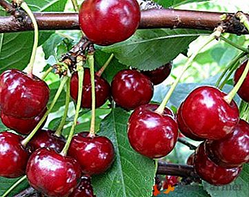 Excelente sabor e um alto nível de rendimento proporcionará variedades de cereja Shalunya