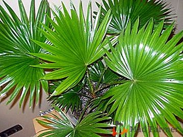 Liveston Palm е тропическо растение с красиви големи листа