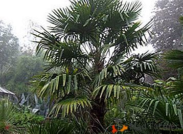 Palma Trachicarpus: os segredos do crescimento bem-sucedido