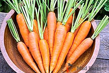 Списък на ефективните начини за спасяване на морковите за зимата у дома, ако няма изба