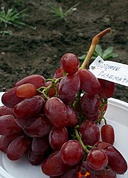 Grau de perspectiva do século XXI: uvas "O descendente de Rizamata"