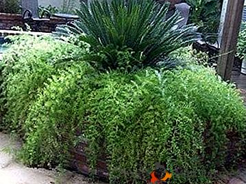 Bujna rastlina Asparagus Peristy: skrb za to doma, fotografija