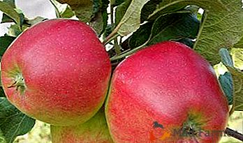 Sadje z visokim okusom in biološko vrednostjo dajejo jabolčne sorte Quinti