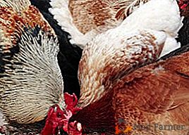 Por que as galinhas se recusam a comer e precisam tratar o jejum?