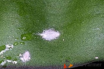 Dlaczego białe storczyki pojawiają się na storczykach? Opis choroby i zalecenia dotyczące leczenia rośliny