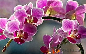 Perché i parassiti in bianco e nero appaiono nei vasi da fiori, e anche cosa fare se i muschi sono stati trovati nelle orchidee?