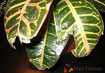 Perché il croton (codiome) si asciuga e cade dalle foglie? Sintomi di malattie, parassiti