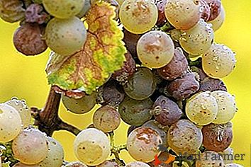 Zakaj je grozdje bolelo z antraknozo in kako ga zdraviti?
