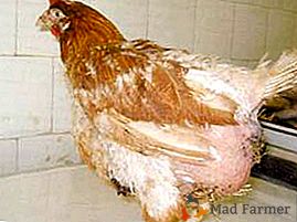 ¿Por qué ocurre la peretonitis de la yema en las aves y cómo tratar la inflamación?