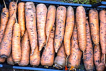 Preparando as cenouras para o inverno, como armazenar: lavado ou sujo?
