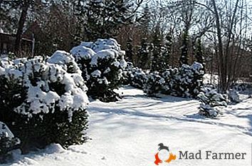 Подготовка на дърво за зимуване: подслон за зимата и грижа за здравето