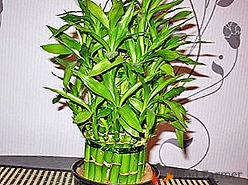 Detaljne upute kako biljka bambusa u kući, raste u loncu, presađivanje