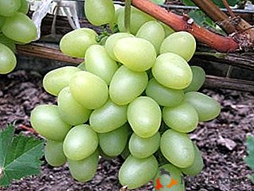 Descrição detalhada e fotos de uvas "Nadezhda Aksayskaya"