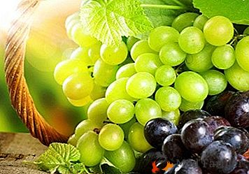 Descripción detallada de las mejores variedades de uva, que fueron deducidas por Svetokhinoy SI.