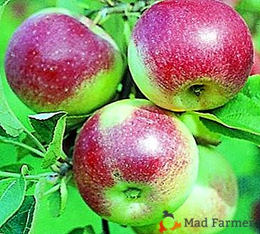 Fructele utile de gust excelent - măr de mere de un fel Tânăr naturalist