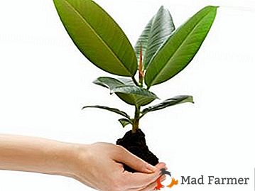 Koristni nasveti o tem, kako rasti Ficus "Benjamin" doma
