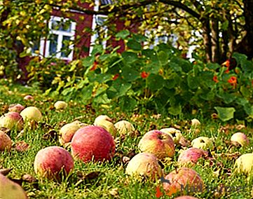 Polu-patuljka s ukusnim malim jabukama - Pepinchikova kćerka