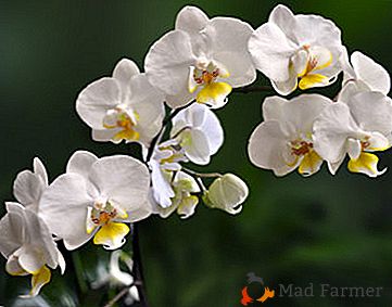 Pomagamo orhidej preživeti jeseni in pozimi doma. Značilnosti rastlin in priporočila o negi