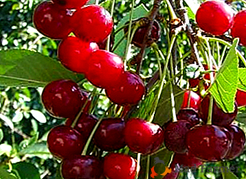 Popular nas pessoas e adequado para produção industrial - variedade de cereja Shubinka