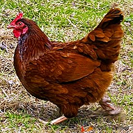 Popular entre os avicultores e despretensioso no conteúdo das galinhas de Rhode Island